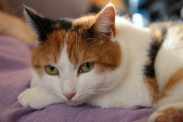 Katze rot/weiß/schwarz gescheckt