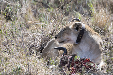 Female Lion with tracking collar