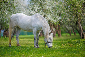 White Horse in the apple orchard