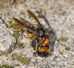 The Asian hornet attacks a bumblebee