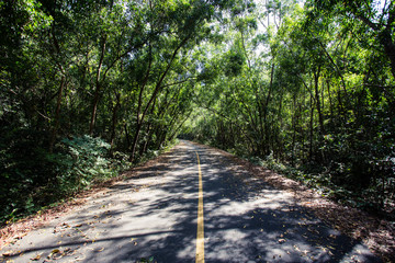 Tree tunnel