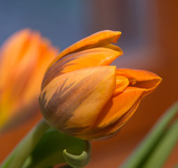 orange green tulip
