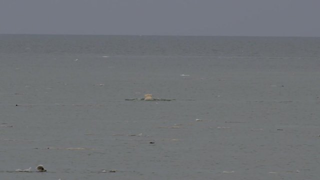 Seal swims past polar bear hunting in arctic sea