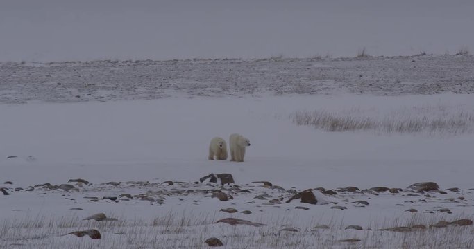 Polar bear and juvenile walk across snow field in arctic