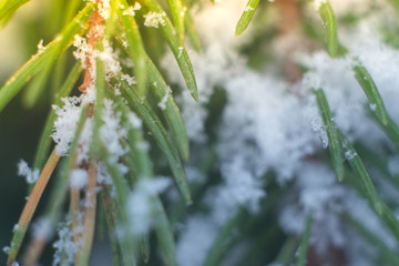 Macro Christmas tree branch in snow with blurred background