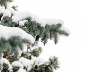 blue spruce branch with snow on white background