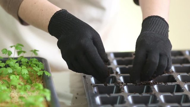 Gardener going to transplant celeriac seedlings into individual pots. Woman filling plant containers with garden soil. Potting up seedlings young root celery plants