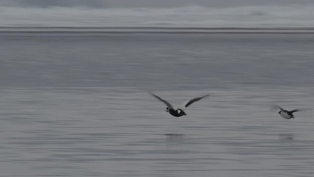Close on eider and guillemots flying low over sea