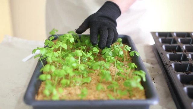 Gardener going to transplant celeriac seedlings into individual pots. Caring for plants, separating plant leaves after watering. Potting up, repotting celery. Organic farming and gardening