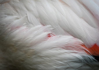 Fototapeta premium Flamingo Feathers