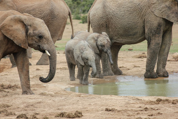 baby elephants