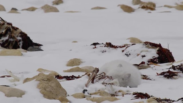 White arctic fox chewing on black goose foot near bones
