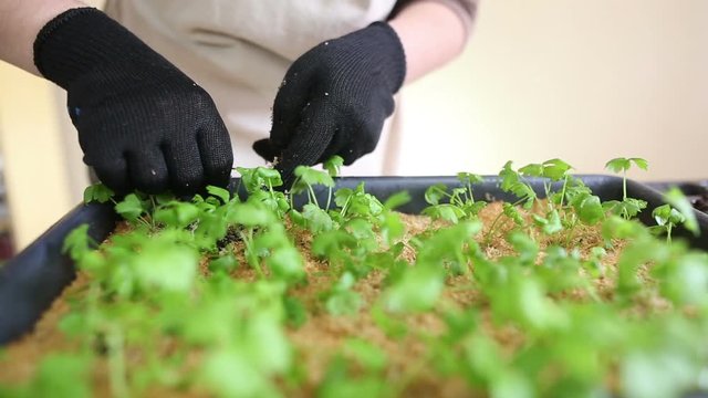 Gardener transplanting celeriac seedlings into individual pots. Woman carefully holds plant leaves, taking seedling out of garden container. Potting up, repotting celery. Organic farming and gardening
