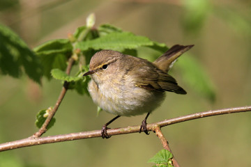 Auf einem Zweig sitzender Zilpzalp