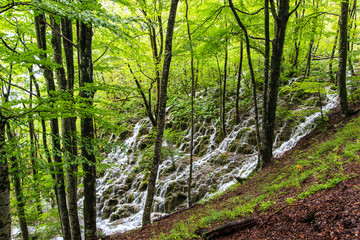 Obraz premium Plivitcka Lakes National Park. Croatia
