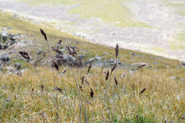 grass fields