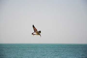 Fototapeta na wymiar bird flying over sea