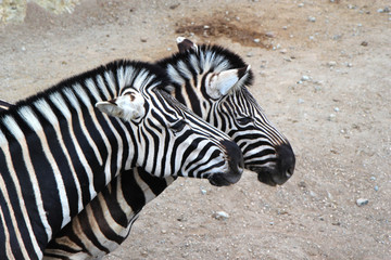 Obraz premium Two zebras in love