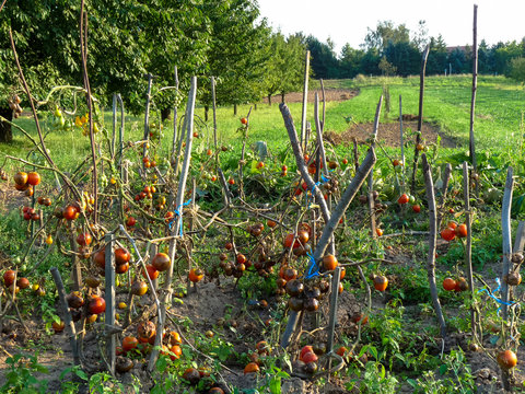 Bed Full Of Rotten Tomatoes.