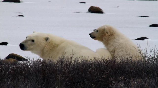 Wild Polar bear cub snuggles up to its mother in cold tundra