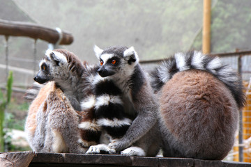 Three ring tailed lemurs enjoying the sunbath 