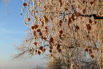 Leaves in the frost