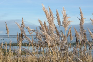 Schilfröhricht in Kampen Sylt