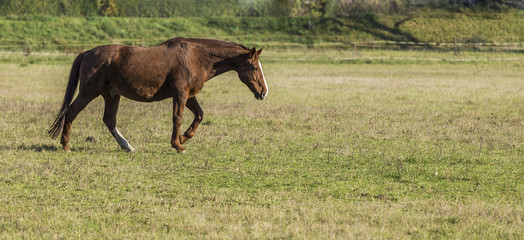 a Horse in the gallop