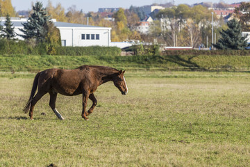 a Horse in the gallop