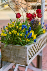 Mixture of colorful flowers in pot on Boston streets