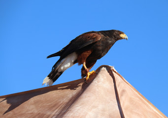 Águila pequeña