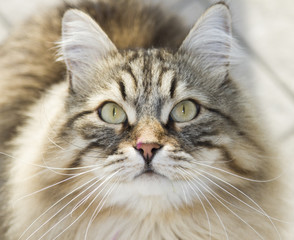 Naklejka na ściany i meble cat looking up, gorgeous brown tabby kitten of siberian breed