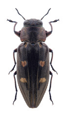 Beetle Chrysobottris solieri on a white background