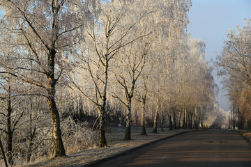 Birch Alley frosty morning