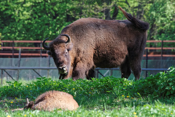 Bison and calf in Bialowieza National Park of Poland