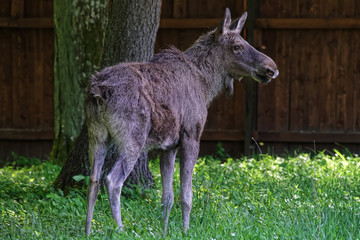 Elk in Bialowieza National Park in Poland