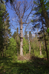 Old dry Tree in Bialowieza National Park in Poland