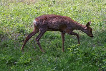 Obraz na płótnie Canvas Roe deer in Bialowieza National Park in Poland