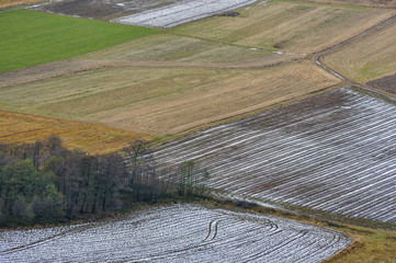 Pola i drzewa
