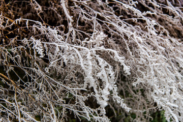 Winter frost