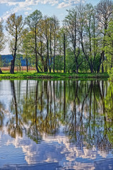 Trees and sky mirrored in pond in Bialowieza National Park