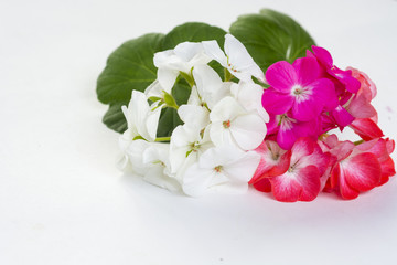 Pelargonium, garden geranium, zonal geranium Flowers on white (selective focus image) 