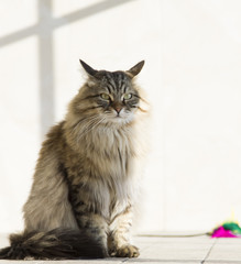 adorable brown cat of siberain breed