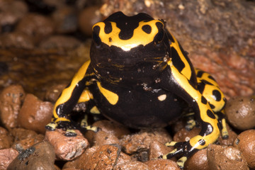 Yellow-Banded Poison frog Dendrobates leucomelas, lives in Venezuela, in parts of Guyana, Brazil