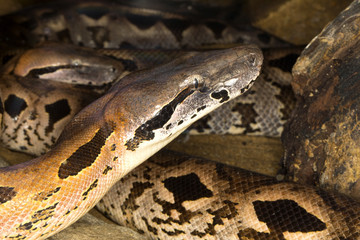 Dumeril's Ground Boa, Acrantophis dumerili, is the second largest snake in MadagascarDumeril's Ground Boa, Acrantophis dumerili, is the second largest snake in Madagascar