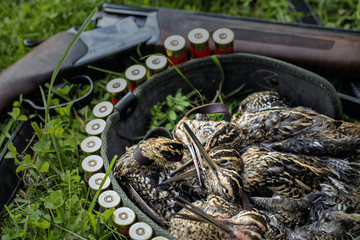 Hunting trophies. Obtained snipe on guns and ammunition background.