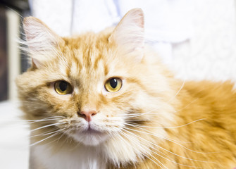 great red cat of siberian breed in the house