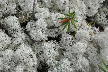 Tsetrariya moss in the forest with grass