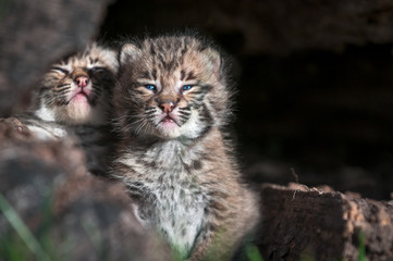 Naklejka na ściany i meble Bobcat Kittens (Lynx rufus) Look Out Over Log Edge