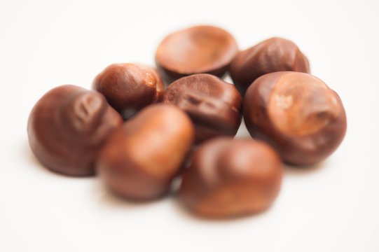 chestnut and oak acorns